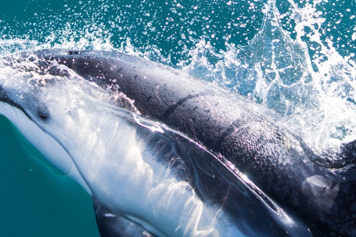 Pacific White-sided Dolphins seen during Captain Dave's Dolphin and Whale Watching Safari in Dana Point, California