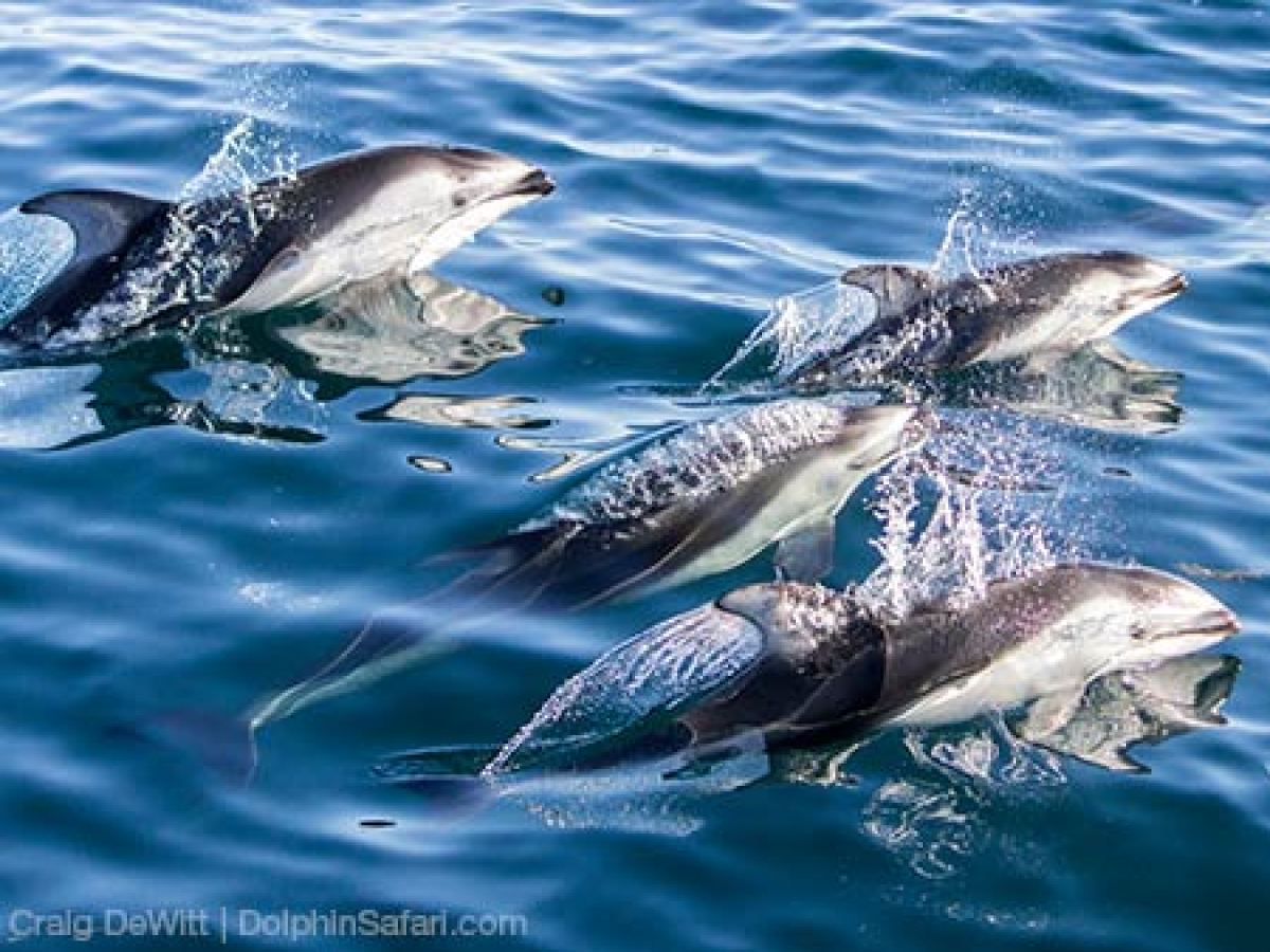 Pacific White-Sided Dolphin