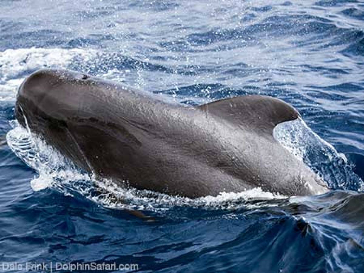 Pilot Whale