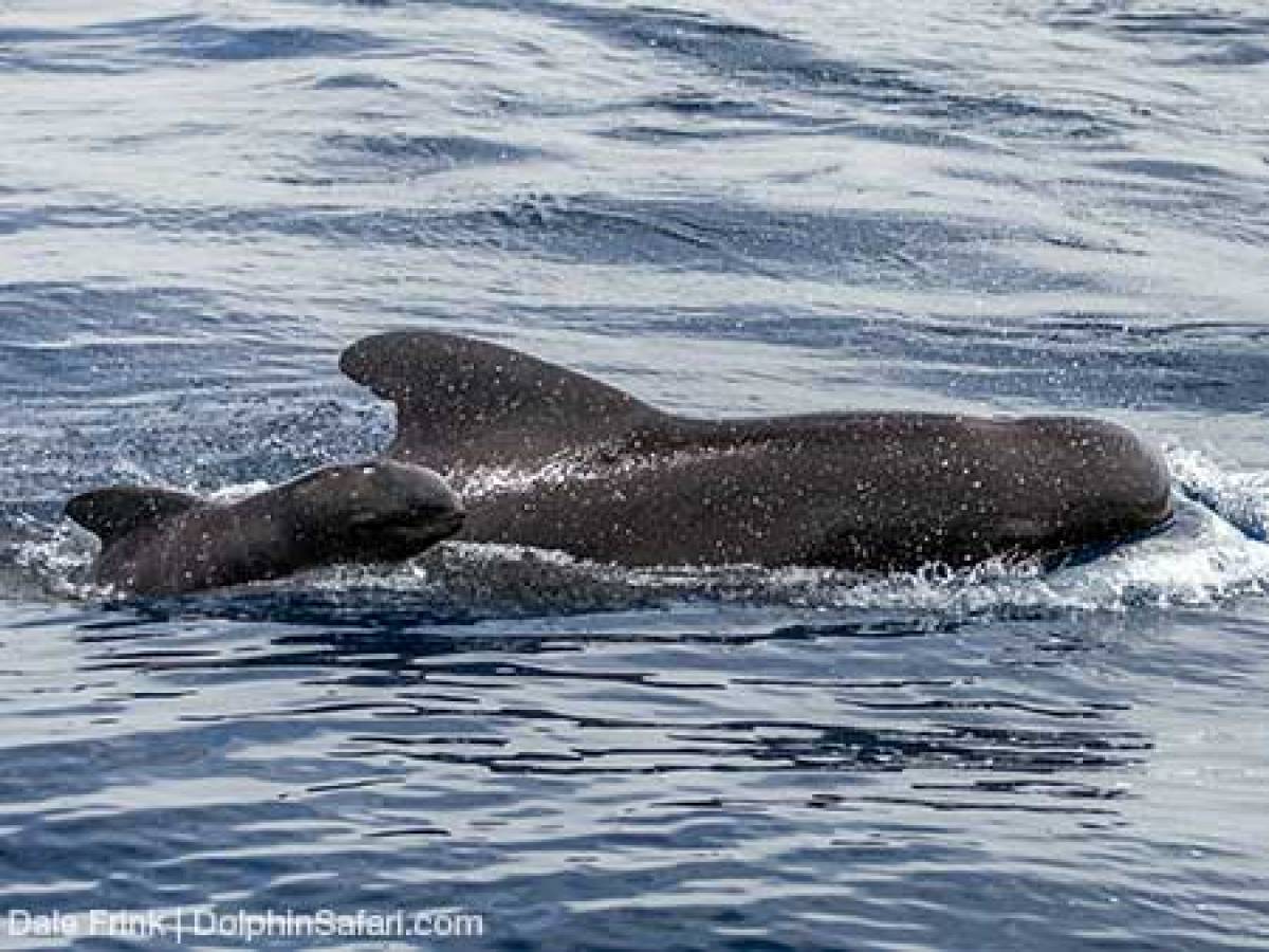 Pilot Whale