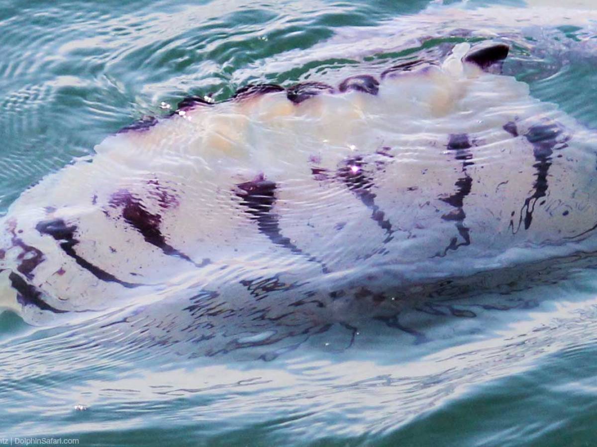 Purple Striped Jellyfish