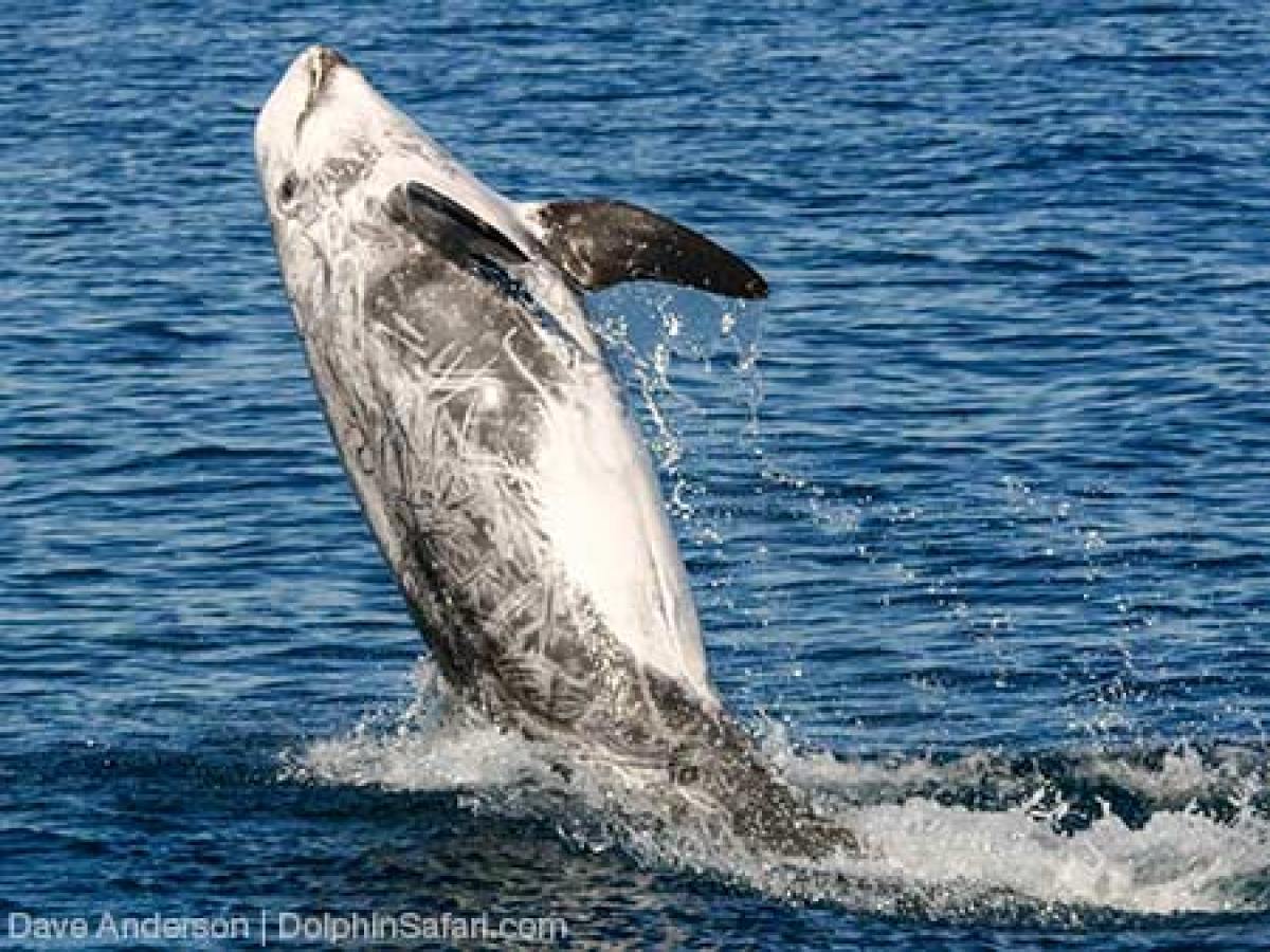 Risso's Dolphin