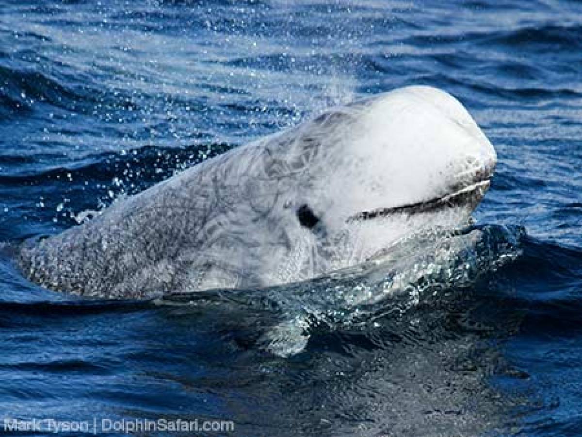 Risso's Dolphin Smiling