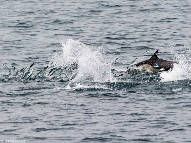 Schooling-Fish-Feeding-Frenzy-With-Dolphin-8034_copyright-Dolphin-Safari Schooling fish being eaten by dolphins and seagulls