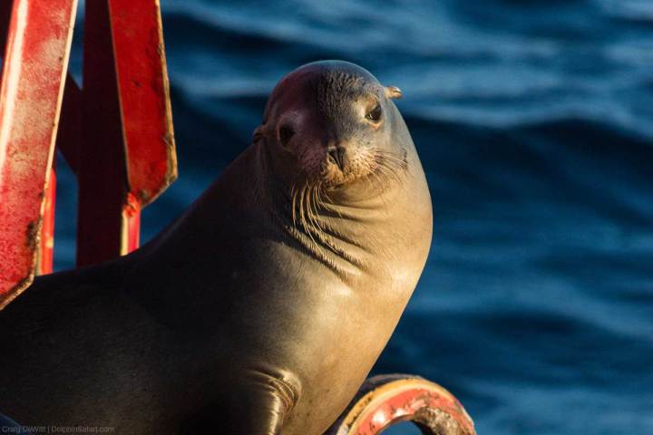 Sea Lion