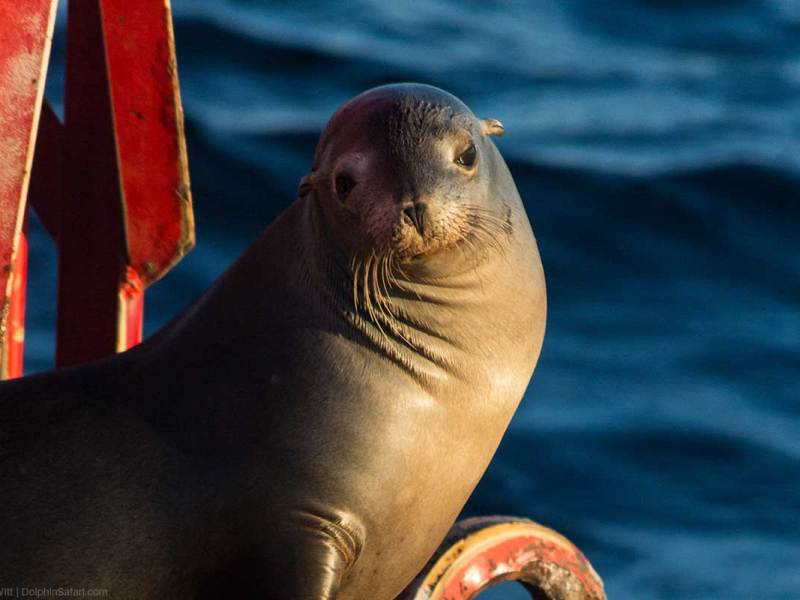 Sea Lion Sea Lion