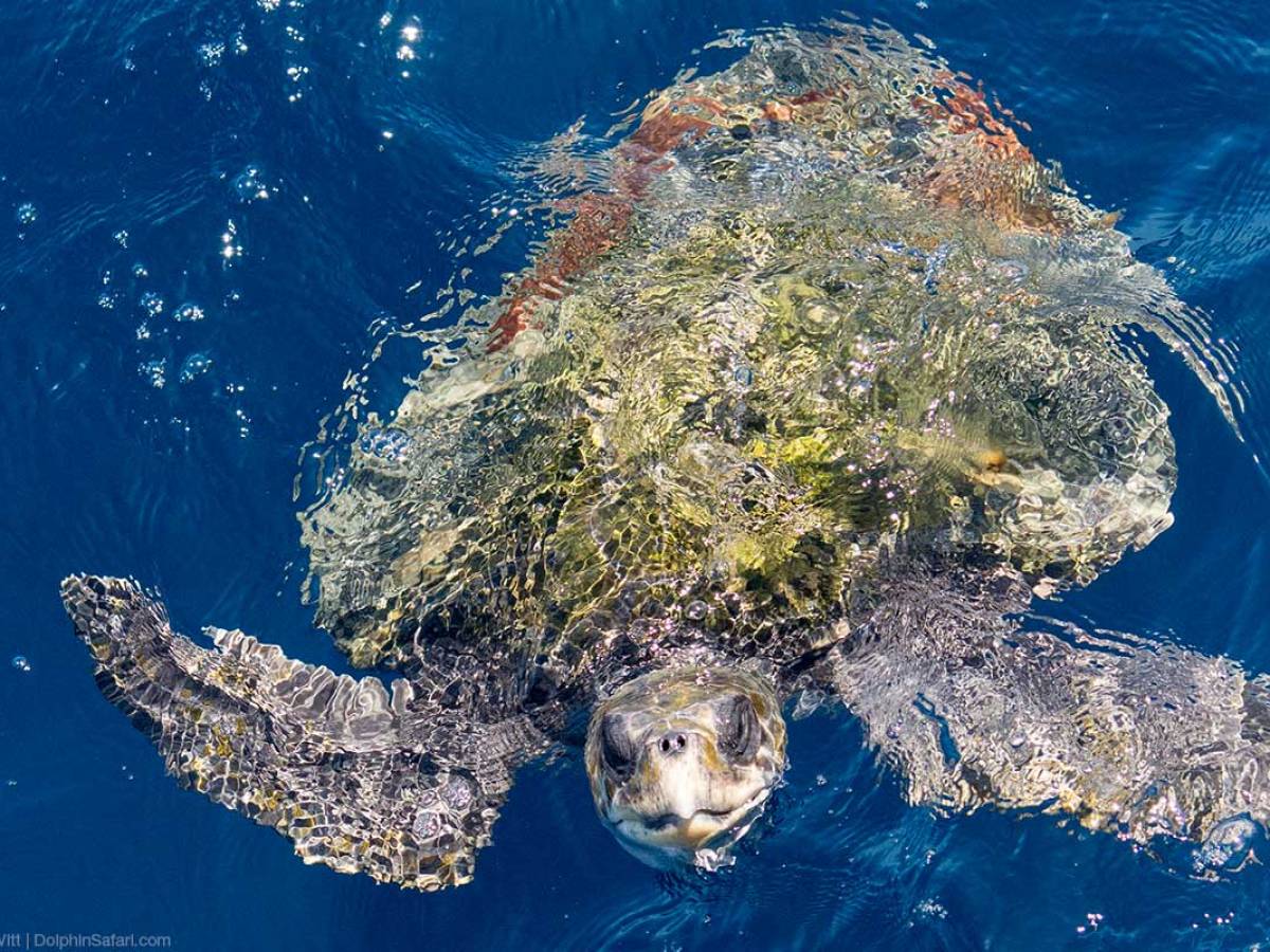 Sea Turtle