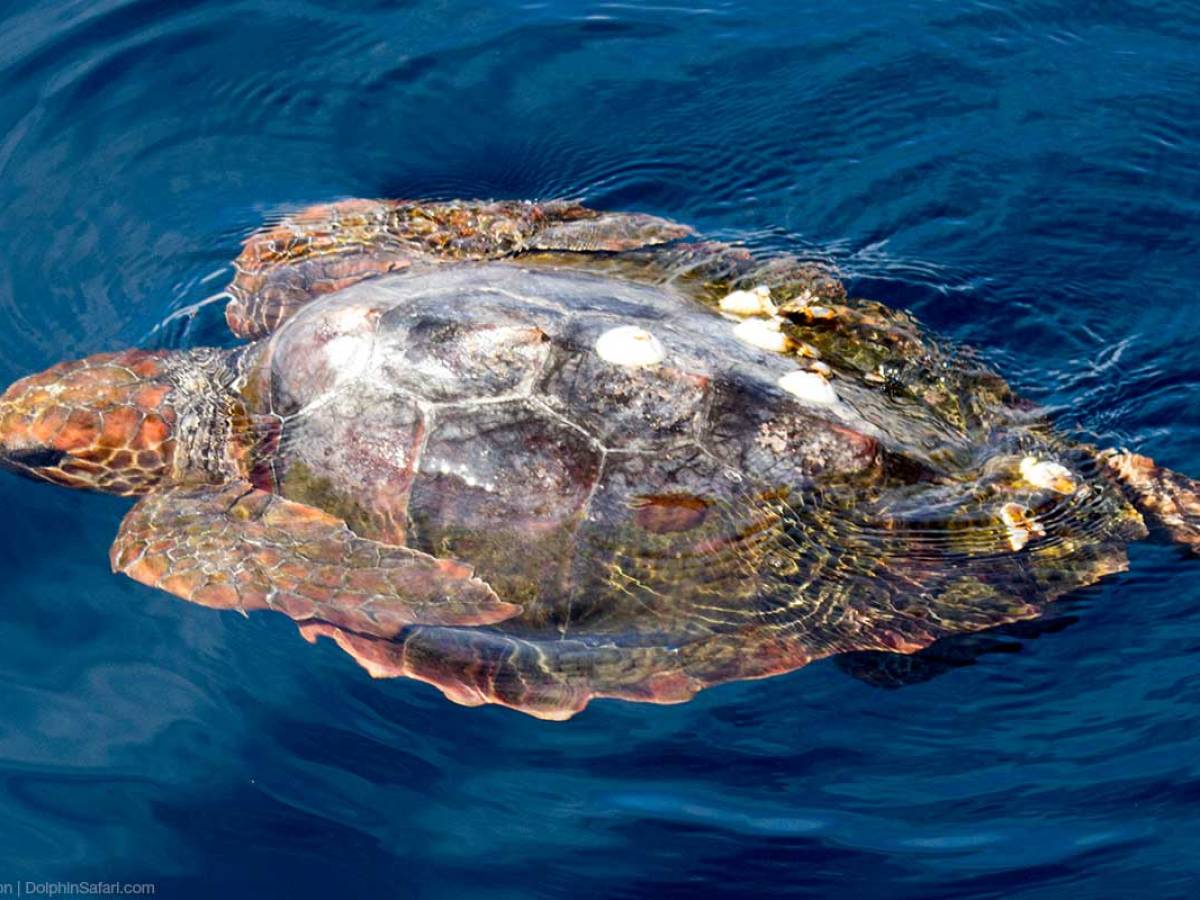 Sea Turtle