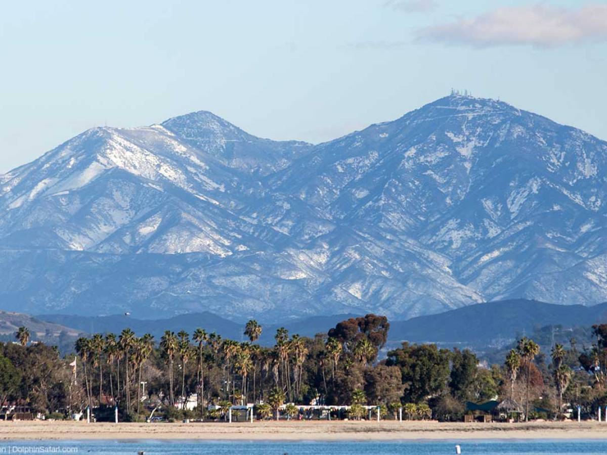 Mountains and Palm Trees