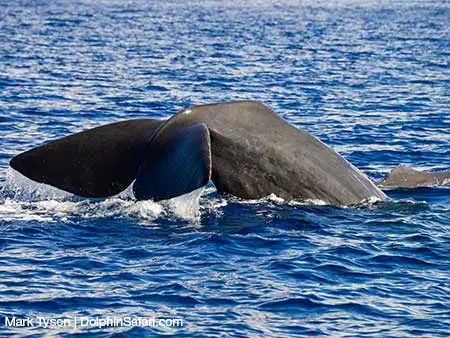 Sperm-Whale-Fluke-1142_copyright-Mako-Images Sperm Whale Fluke