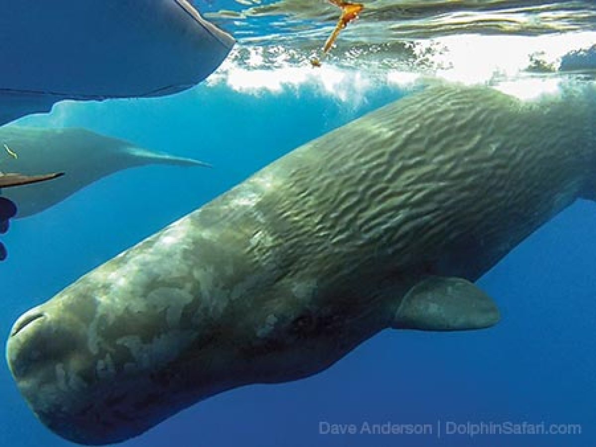 Sperm Whale Swimming Under the Boat