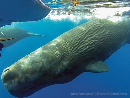 Sperm-Whale-swiming-under-boat_copyright-Dolphin-Safari Sperm Whale Swimming Under the Boat