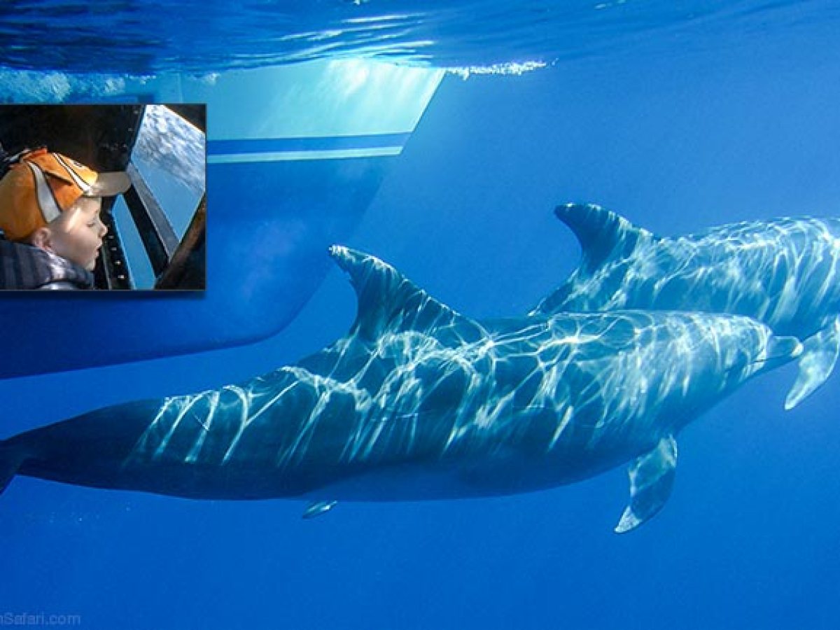 Underwater Pod Glass Viewing