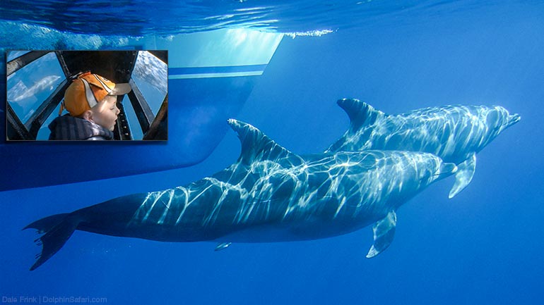 Underwater-Pod-Inset_Copyright-Dolphin-Safari Underwater Pod Glass Viewing