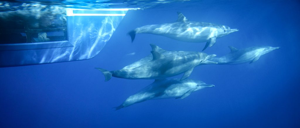 Passenger watching dolphins from underwater viewing pod on Manute'a