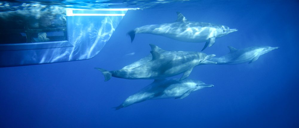 Passenger watching dolphins from underwater viewing pod on Manute'a