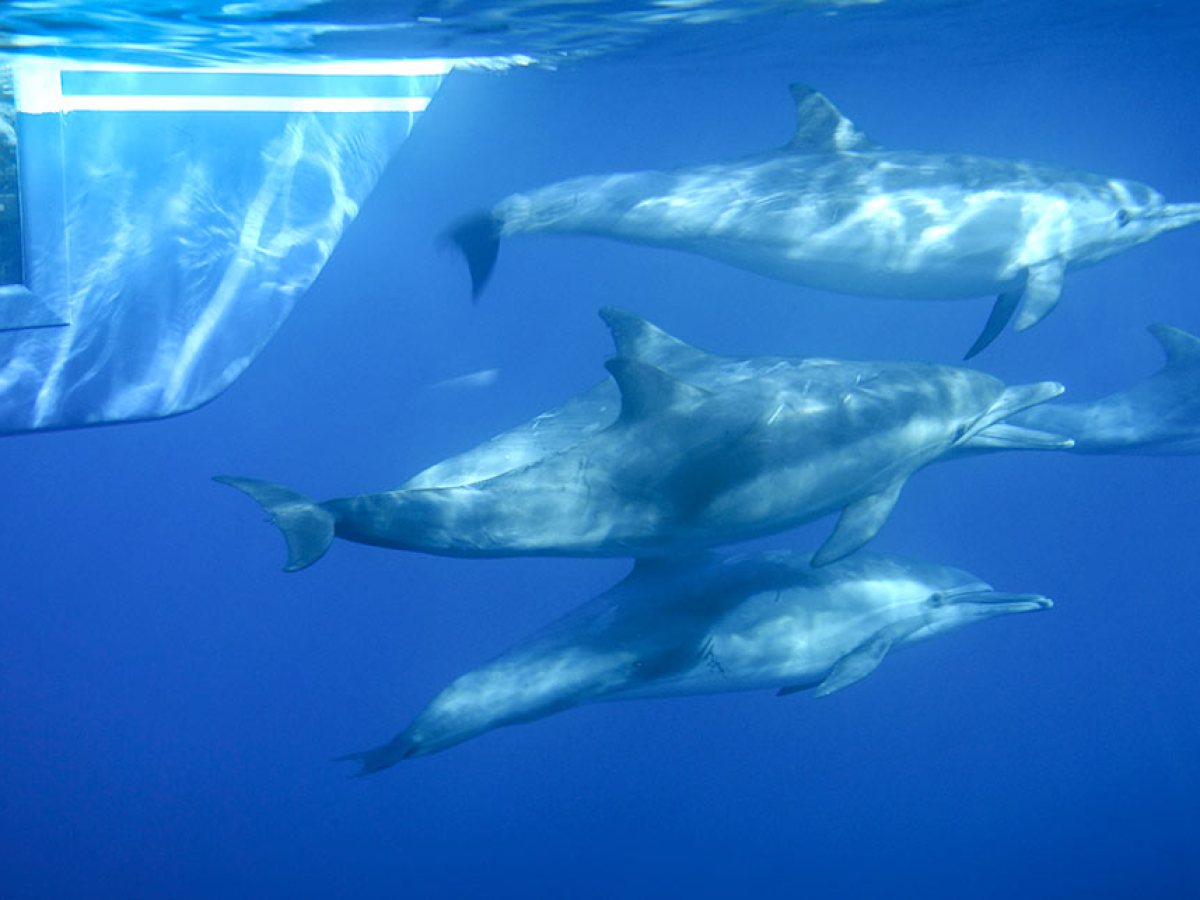 Passenger watching dolphins from underwater viewing pod on Manute'a