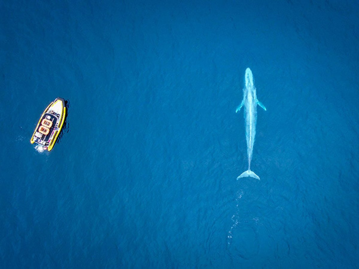 Drone view of zodiac (rigid inflatable boat) whale watching boat with blue whale