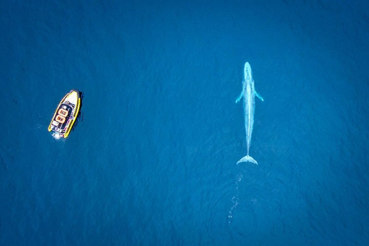 Drone view of zodiac (rigid inflatable boat) whale watching boat with blue whale