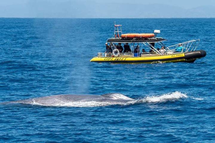 Zodiac (rigid inflatable boat) whale watching boat with blue whale