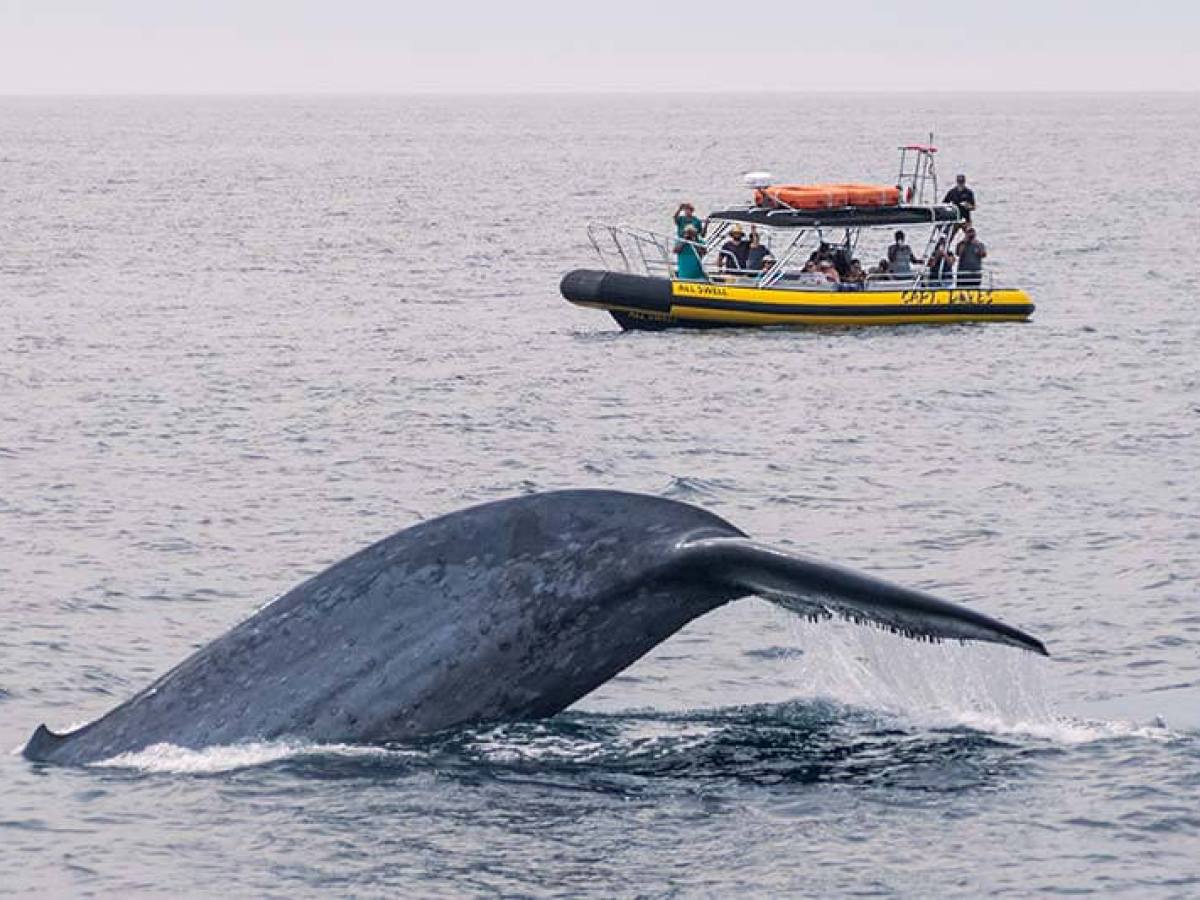Zodiac (rigid inflatable boat) whale watching boat with blue whale tail