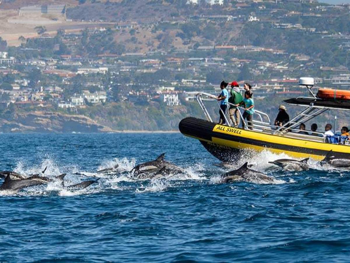 Zodiac (rigid inflatable boat) whale watching boat with dolphins