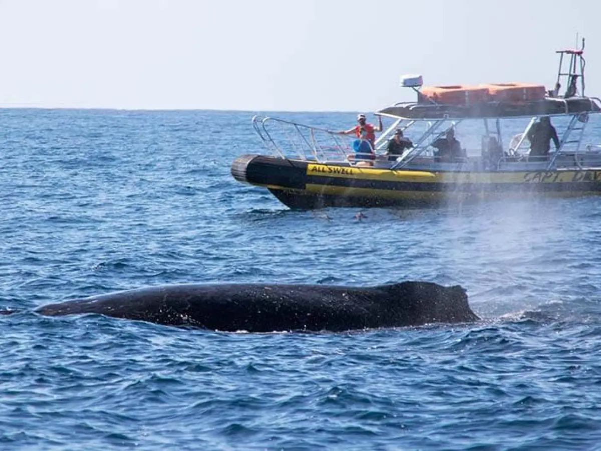 Zodiac (rigid inflatable boat) whale watching boat with humpback whale
