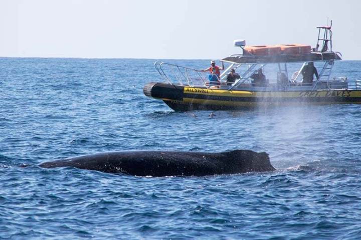 Zodiac (rigid inflatable boat) whale watching boat with humpback whale