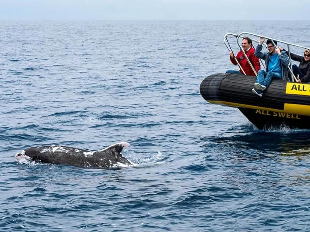 Zodiac (rigid inflatable boat) whale watching boat with bottlenose dolphin Patches