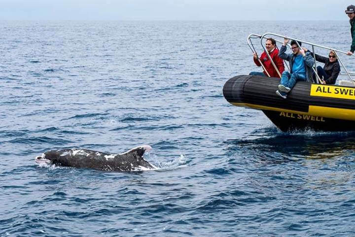 Zodiac (rigid inflatable boat) whale watching boat with bottlenose dolphin Patches