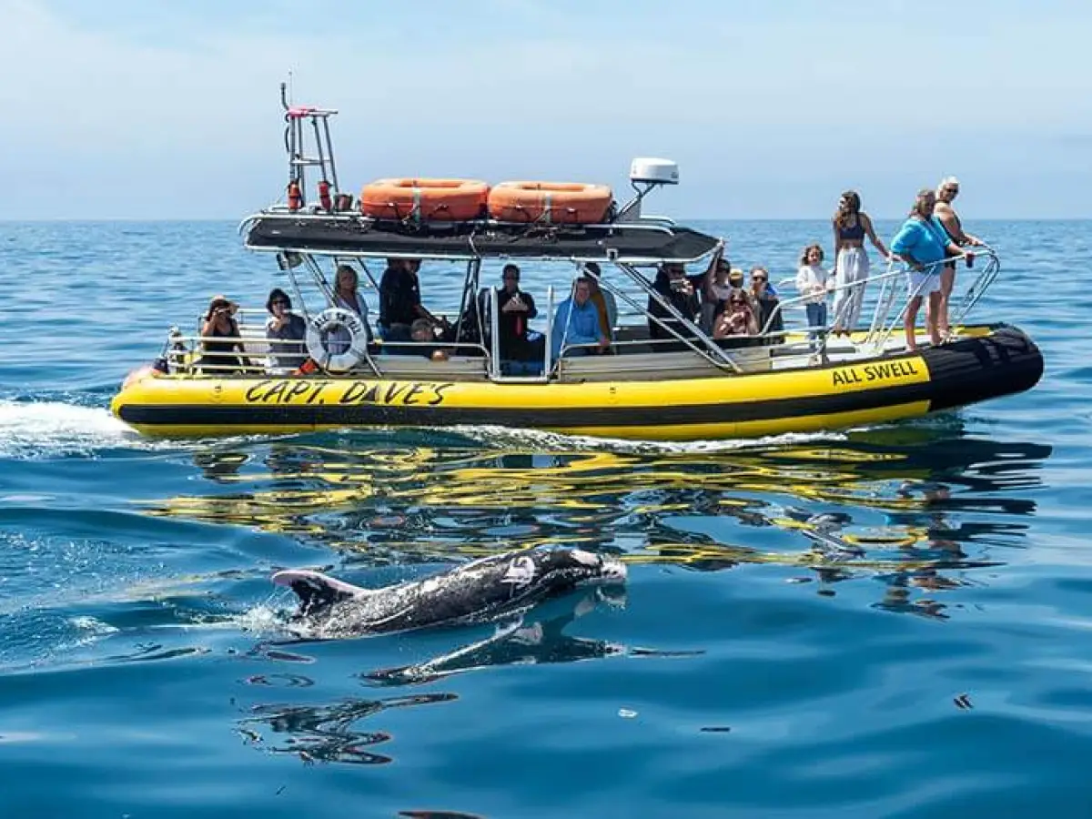 Zodiac (rigid inflatable boat) whale watching boat with bottlenose dolphin named Patches
