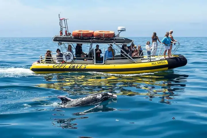 Zodiac (rigid inflatable boat) whale watching boat with bottlenose dolphin named Patches
