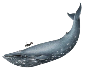 Blue whale and diver size comparison