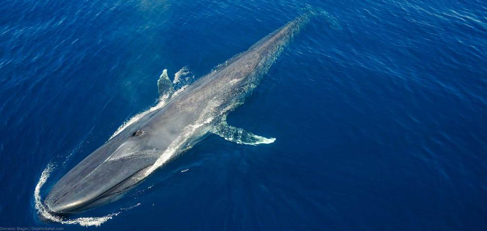 Blue Whale Overhead