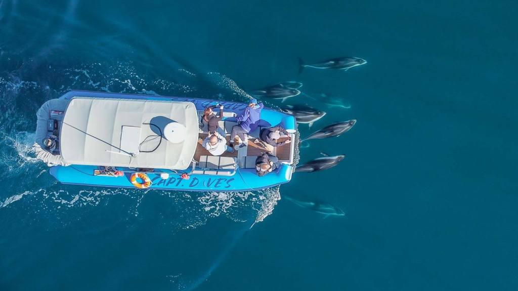 Zodiac-style boat Fast Cat with dolphins swimming under the bow