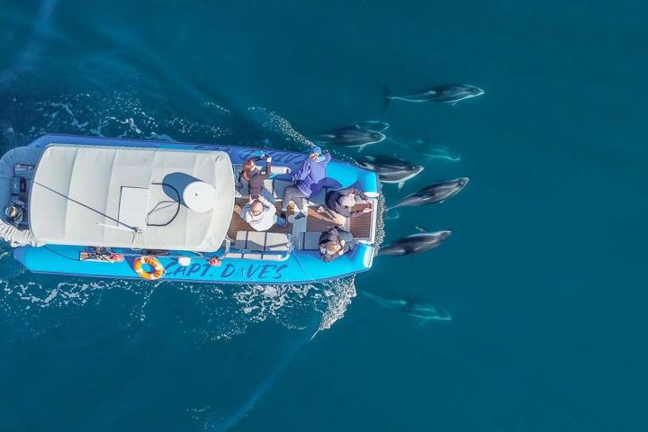 Zodiac-style boat Fast Cat with dolphins swimming under the bow