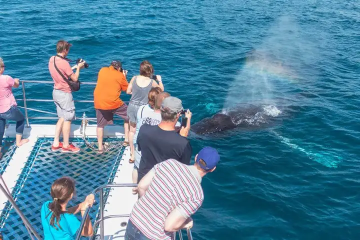 Humpback whale approaches guests on Capt. Dave's whale watching catamaran