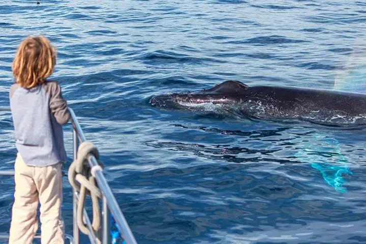 Child on bow of Capt. Dave's boat watches humpback whale