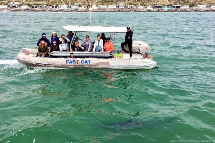 shark safari