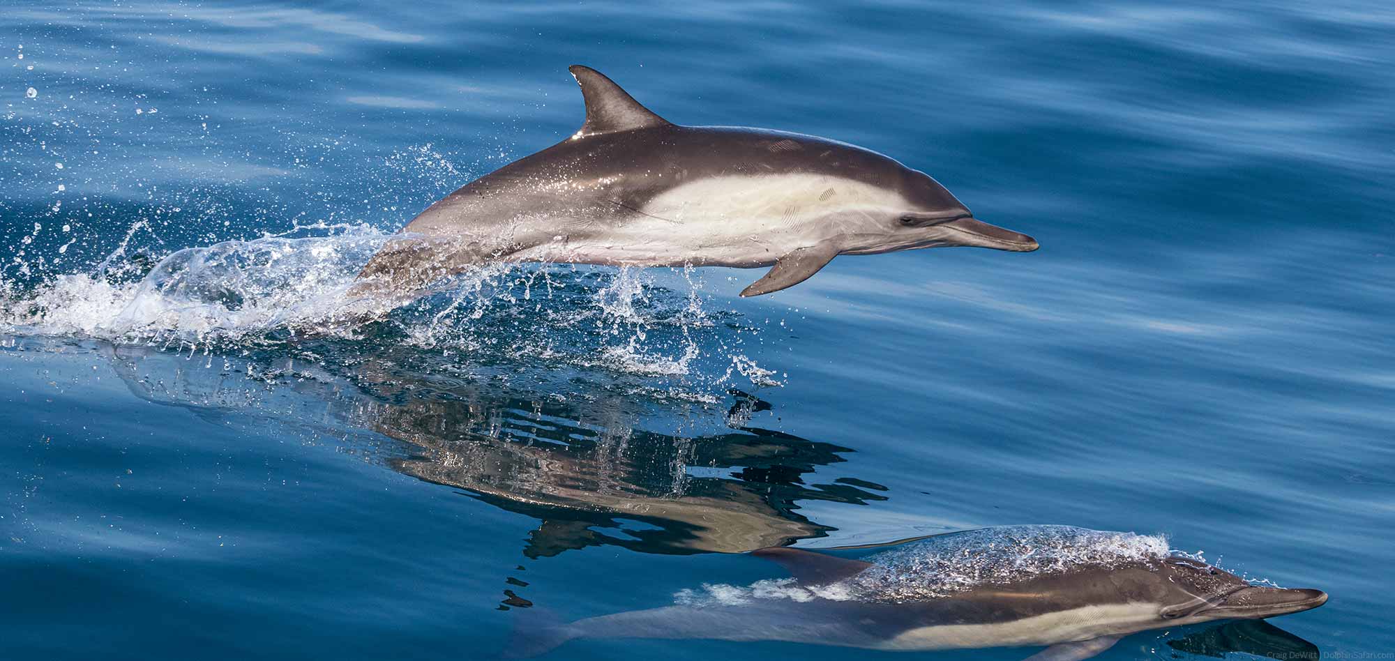 Common dolphin leaping in the air