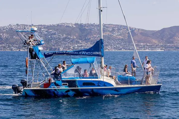 Catamaran DolphinSafari in Dana Point, California