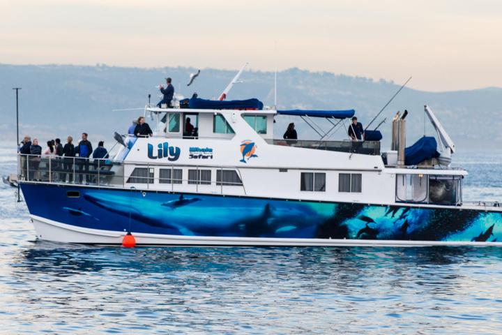 Lily boat for gold coast cruises