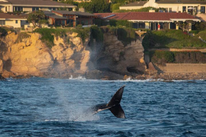Whale Tail on the Gold Coast at Golden Hour