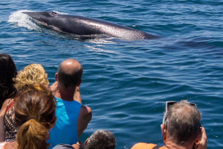 Minke Whale Seen from a Whale Watching Cruise in Dana Point