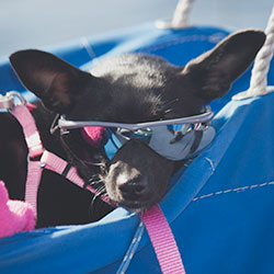 Annabelle Dolphin Safari Mascot Annabelle