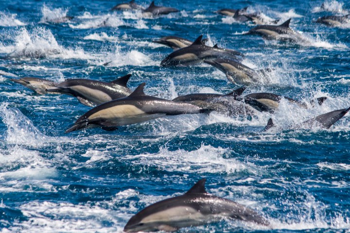 Dolphin Stampede