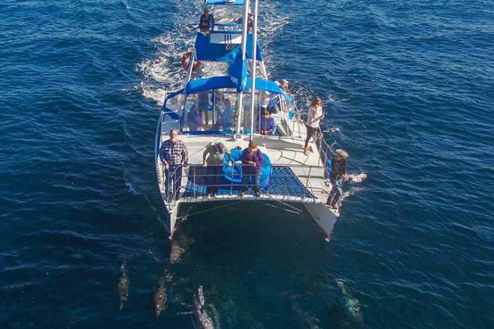 Catamaran DolphinSafari watching a pod of dolphins off Dana Point