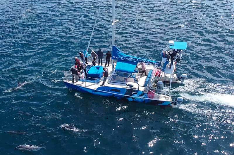 Dolphins surround Capt. Dave's whale watching catamaran DolphinSafari
