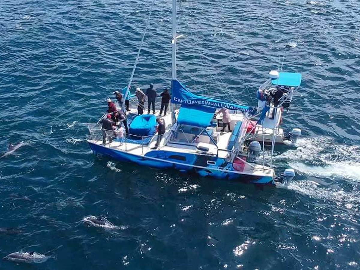 Dolphins surround Capt. Dave's whale watching catamaran DolphinSafari