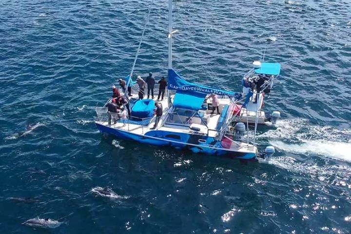 Dolphins surround Capt. Dave's whale watching catamaran DolphinSafari